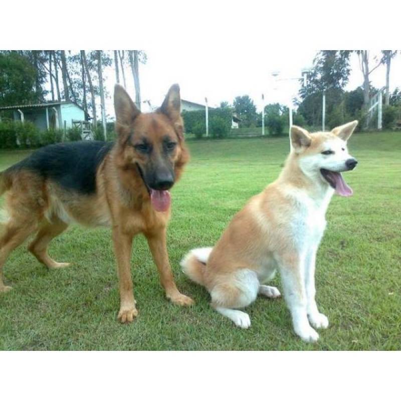 Hotéis de Cães de Luxo Valores Raposo Tavares - Hotel de Cão em Itapevi