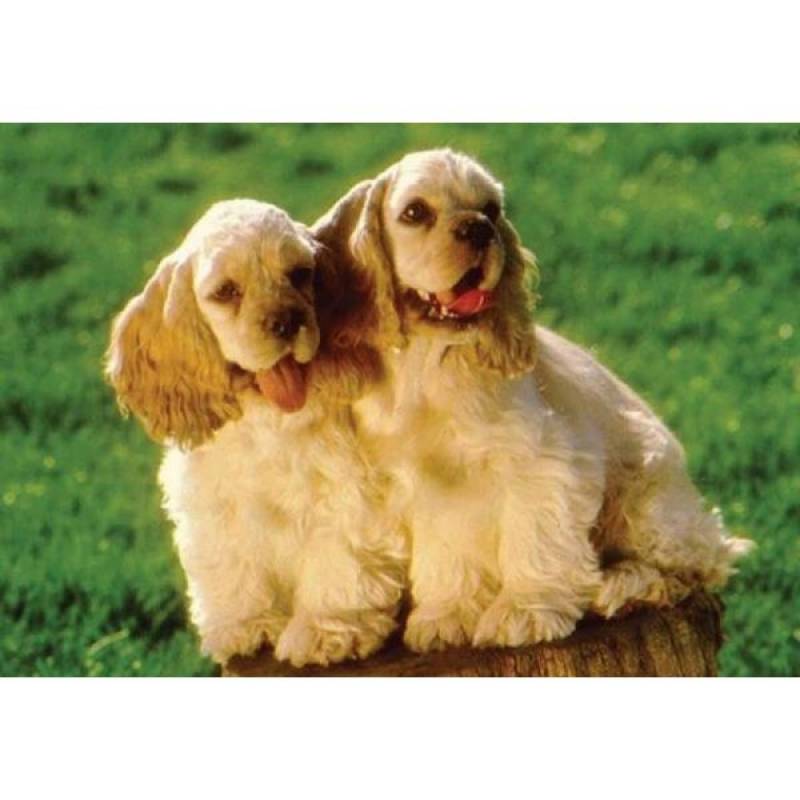 Hotéis de Cães em São Paulo Cotia - Hotel de Cão em Itapevi