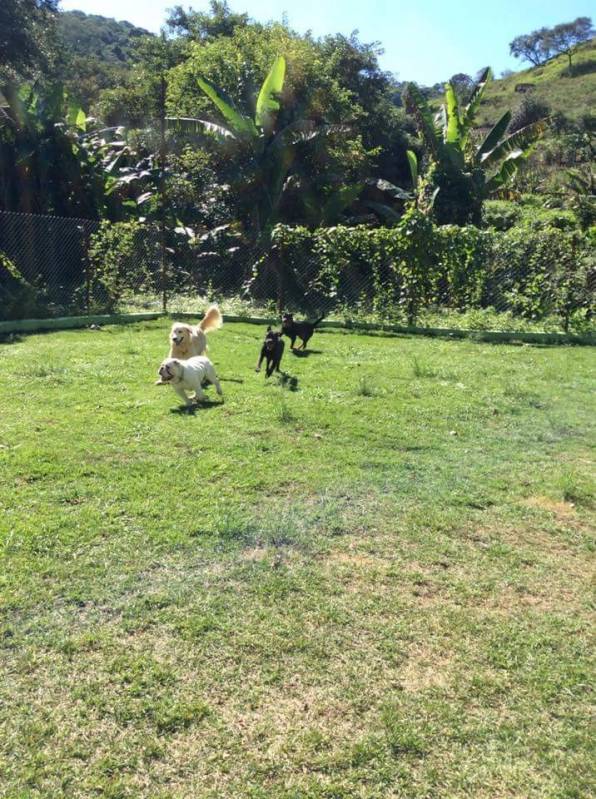 Hotéis Fazenda para Cães Barueri - Hotel Fazenda para Cachorros