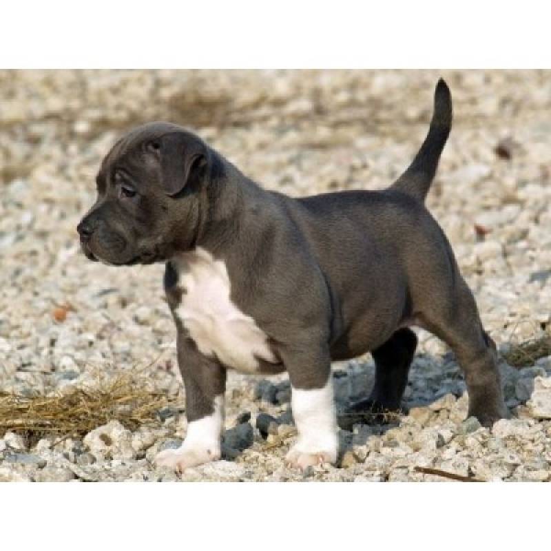 Hotéis para Cachorro Lapa - Hotel para Cachorro com Câmera