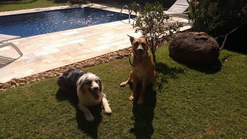 Hotéis para Cachorros Grandes e Forte Rio Pequeno - Hospedagem para Cão Bravo