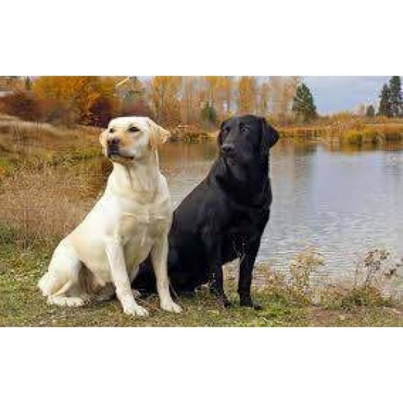 Hotéis para Cães em SP Rio Pequeno - Hotel de Cão em São Paulo