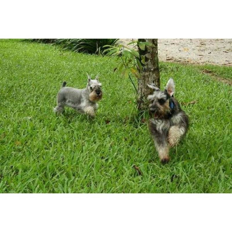 Hotéis para Cão Preço Cotia - Hotel de Cão em Itapevi