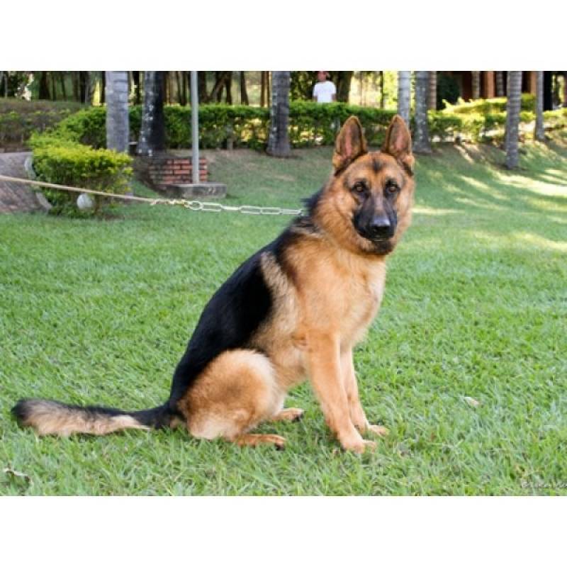 Hotel Cachorros Itapevi - Hotéis de Cachorros