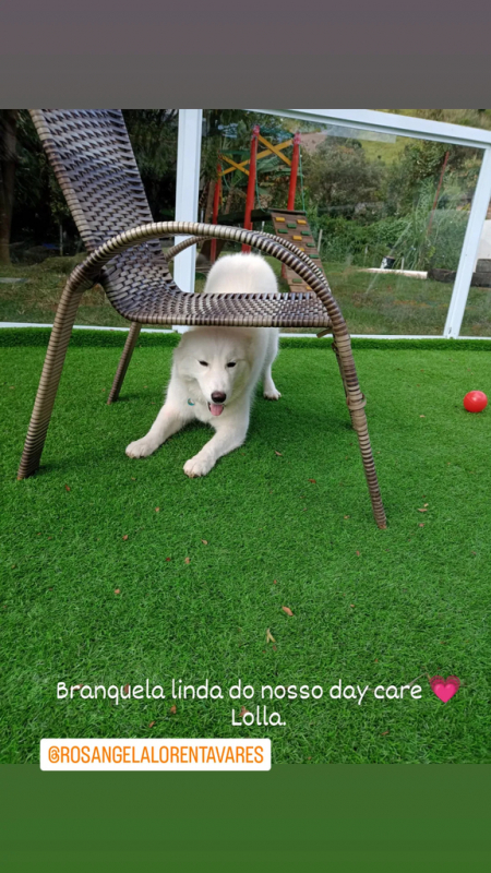 Hotel com Hidro para Cachorros em SP Butantã - Hotel com Piscina para Cachorro