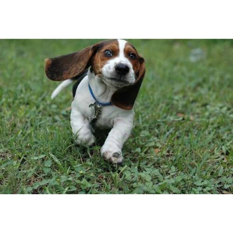 Hotel de Cão em São Paulo Quanto Custa Alto da Lapa - Hotel para Cães em SP