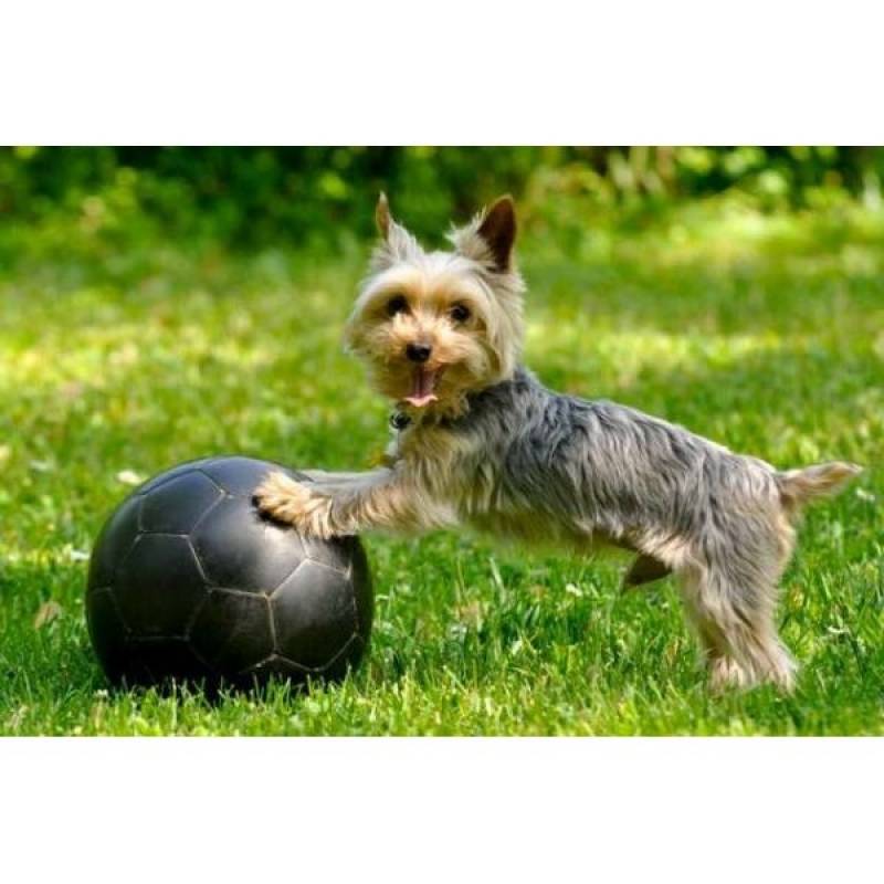 Hotel de Cão Quanto Custa Higienópolis - Hotel para Cães em SP