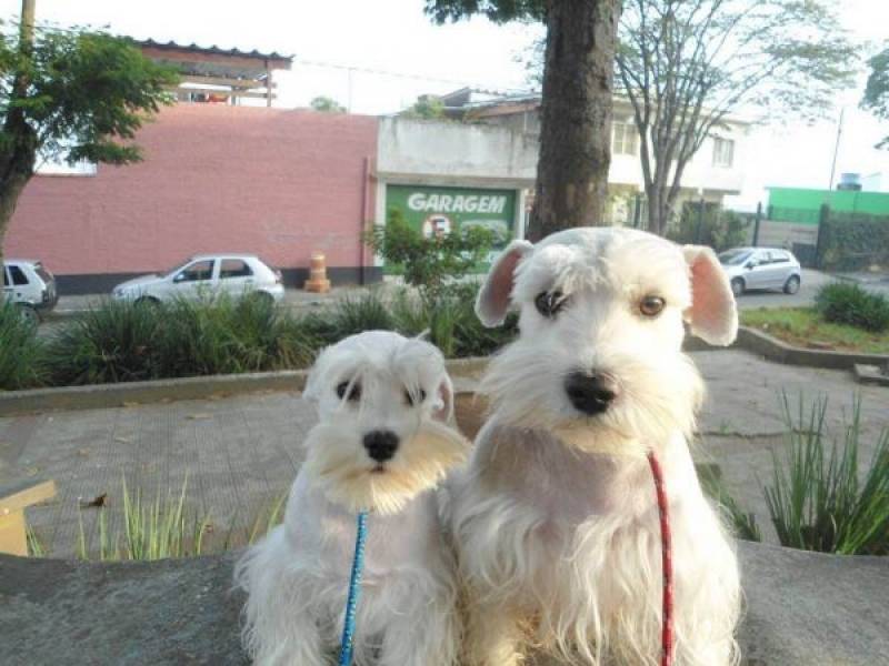 Hotel para Cachorro em SP Preço Jaguaré - Hotel para Cachorro em SP