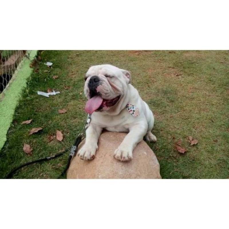 Hotel para Cachorro em SP Quanto Custa Vila Maria - Hotel para Cachorro em SP