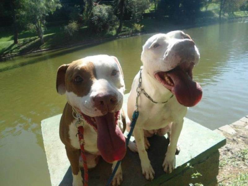 Hotel para Cachorro  Preço Jaguaré - Hotel para Cachorro em SP