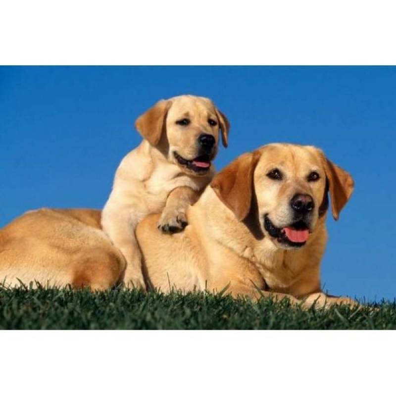 Hotel para Cachorro Preços Jaguaré - Hotel de Cão em Itapevi