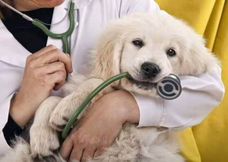 Hotel para Cachorro  Quanto Custa Alto da Lapa - Hotéis de Cachorro