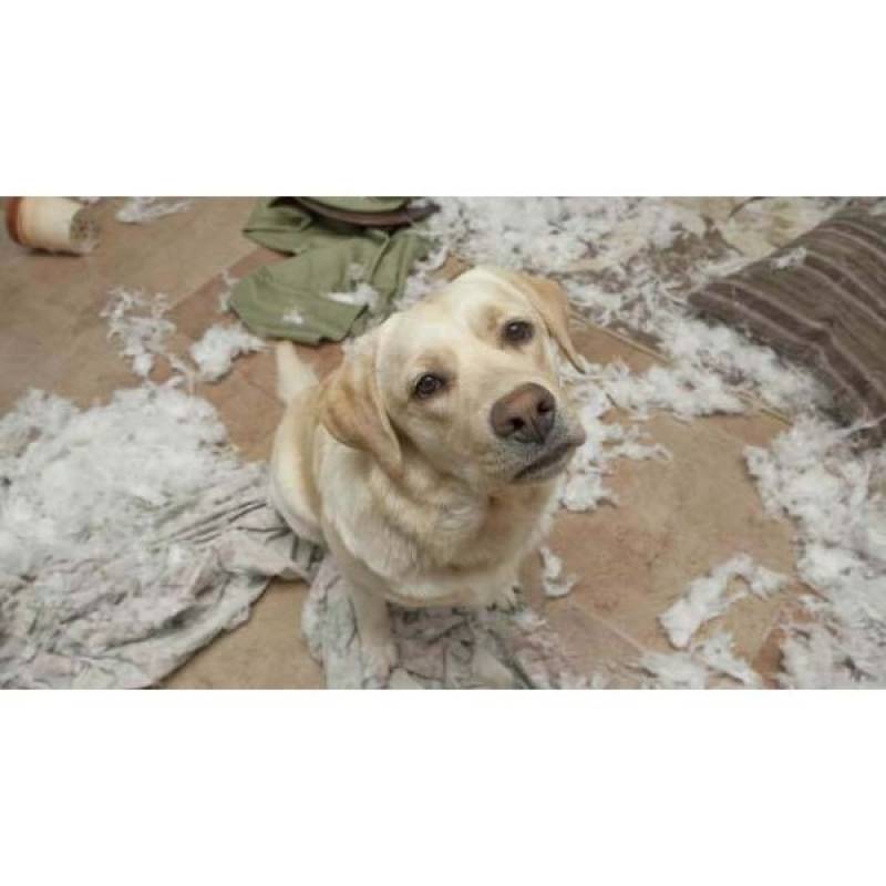 Hotel para Cachorros Quanto Custa Santana de Parnaíba - Hotel para Cachorro em SP