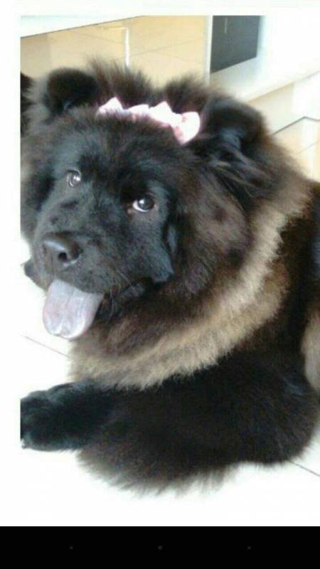 Hotel para Cão Idoso em Sp Barueri - Hotelzinho de Cachorro com Agility