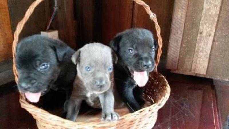 Hotelzinho de Cachorro em Sp Santana de Parnaíba - Day Care de Cão Bravo