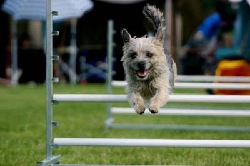 Hotelzinho para Cachorro em Sp Vila Olímpia  - Hotelzinho de Cachorro com Agility