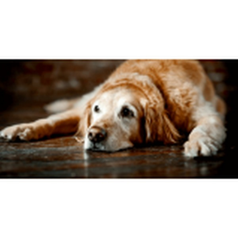 Hotelzinho para Cachorro Idoso em Sp Jardim Bonfiglioli - Hospedagem para Golden Retriever