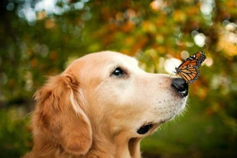 Hotelzinho para Golden em Sp Itapevi - Hospedagem para Cão Bravo