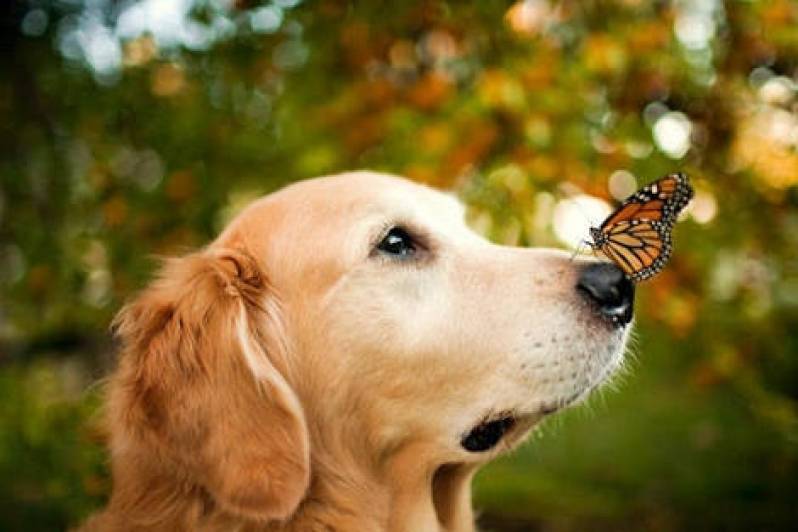 Hotelzinho para Golden em Sp Carapicuíba - Hospedagem para Cão Bravo