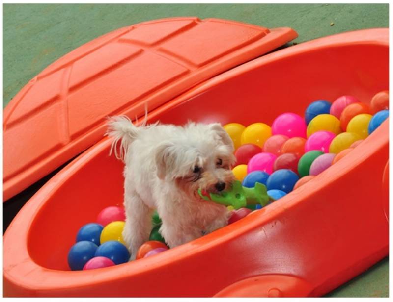 Hotelzinhos de Cachorro com Atividades Físicas Bom Retiro - Day Care de Cão Bravo