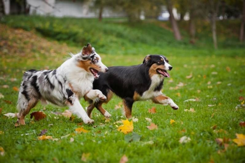 Hotelzinhos para Cachorro Rio Pequeno - Hotelzinho de Cachorro com Agility