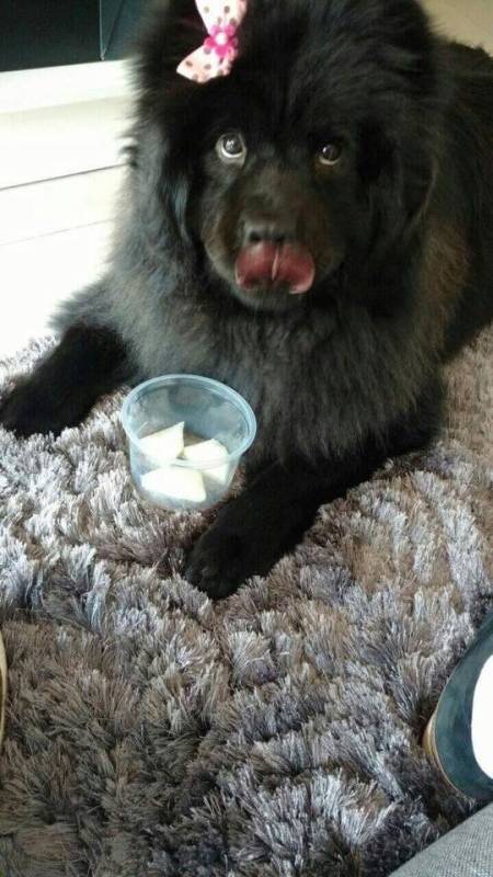 hospedagem-para-golden-retriever