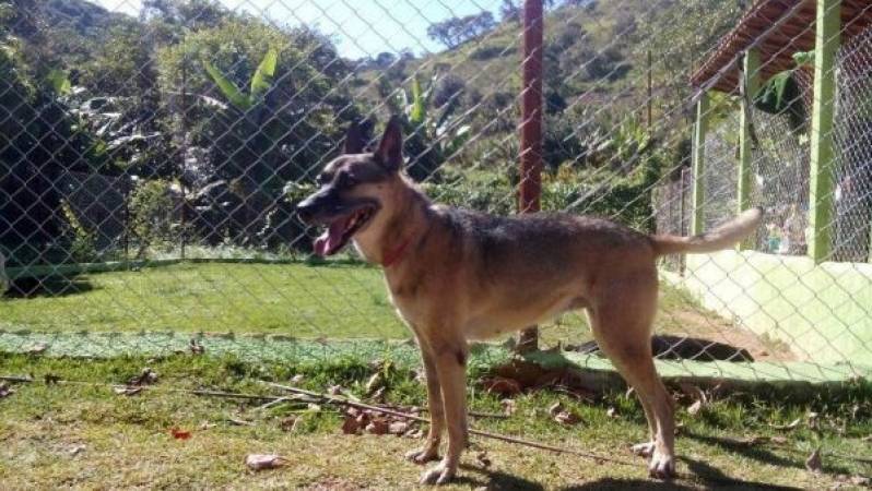 Locação Cão de Guarda Santana de Parnaíba - Locação de Cão de Guarda