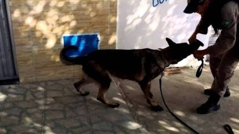 Locação de Cães de Faro Jardim Bonfiglioli - Treinar um Cachorro Farejador