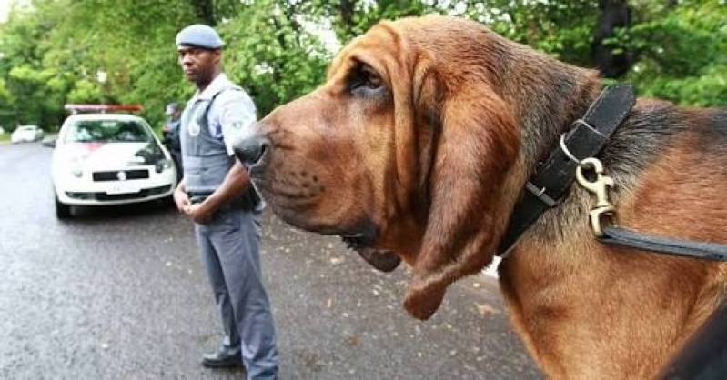 Locação de Cão de Faro Vila Madalena - Treinamento para Cachorro Farejador