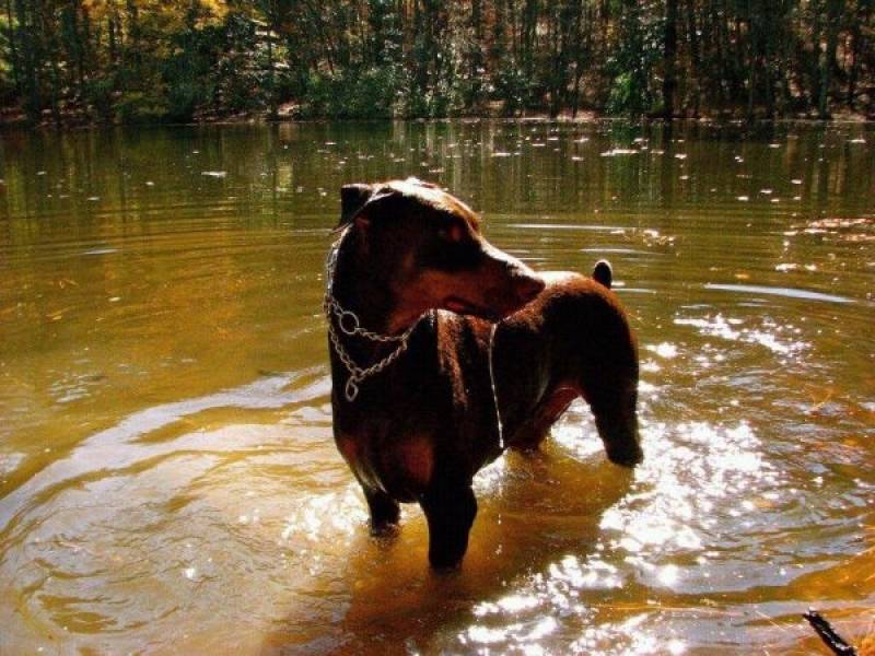 Locação de Cão de Guarda Tamboré - Treinamento de Cão de Guarda