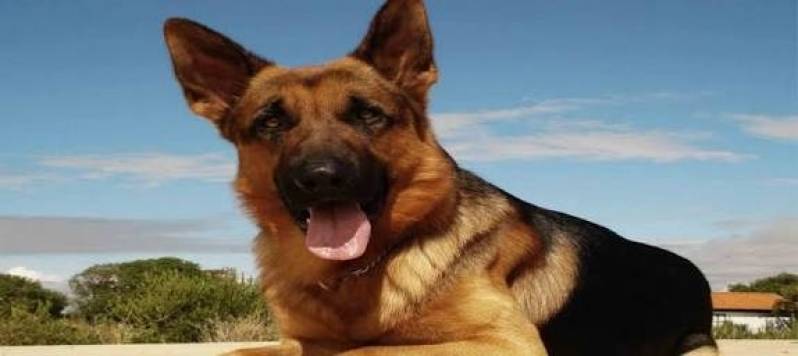 Onde Alugar Cães de Serviço Vila Mariana - Locação de Cães de Segurança Adestrados
