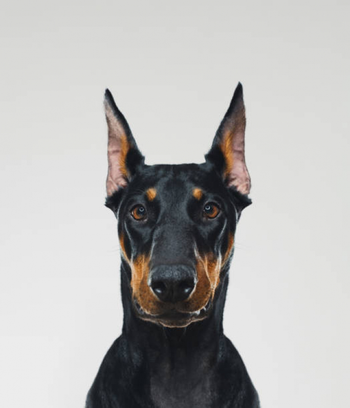 Onde Alugar Cão de Guarda Tamboré - Cão de Guarda para Locação