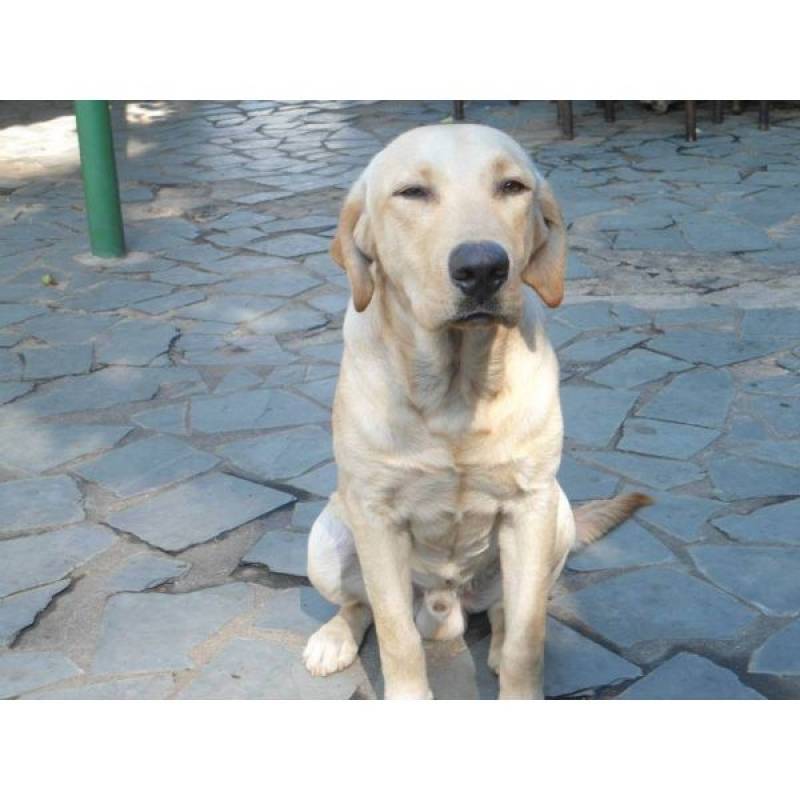 Onde Encontrar Adestramento Básico Bela Vista - Adestramento de Cachorro da Raça Golden Retriever