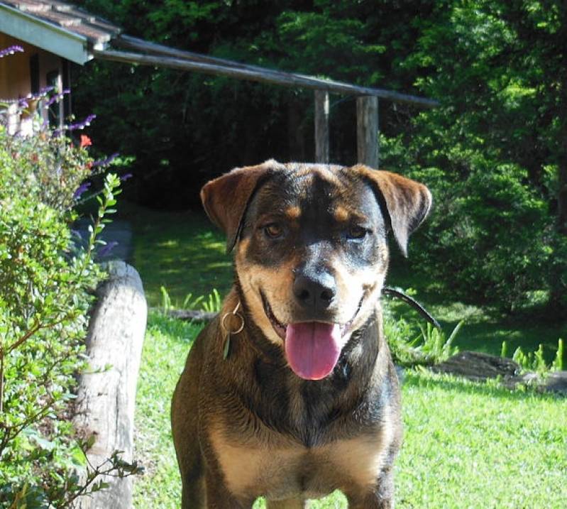 Onde Encontrar Adestramento Intensivo Tamboré - Adestrador de Cachorro