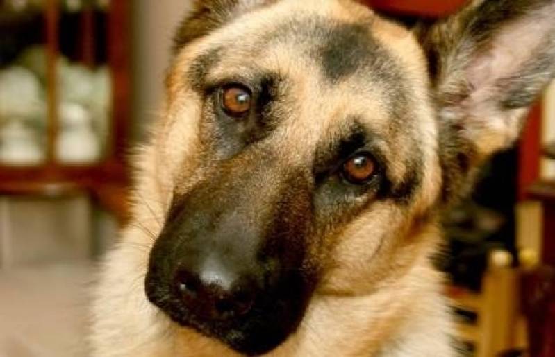 Onde Encontrar Cães de Segurança Adestrados Granja Viana - Aluguel de Cães de Segurança
