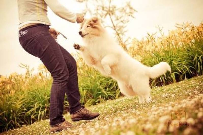 Onde Encontrar Creche Day Care Morumbi - Day Care Canino