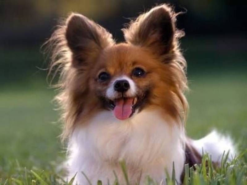 Onde Encontrar Creche de Cachorro Higienópolis - Creche de Cães com Day Care
