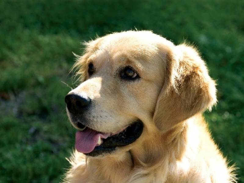 Onde Encontrar Creche de Cachorros Golden Retriever Higienópolis - Creche para Animais de Estimação