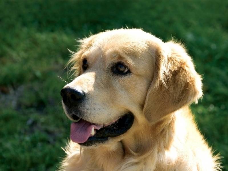 Onde Encontrar Creche de Cachorros Golden Retriever Bela Vista - Creche de Cães com Day Care