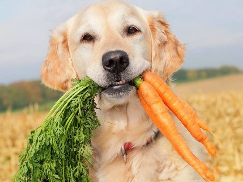 Onde Encontrar Creche de Cachorros Golden Osasco - Serviços de Creche para Cães