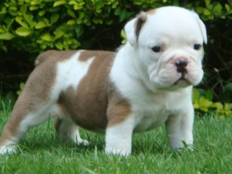 Onde Encontrar Creche de Cães Barueri - Creche de Cachorros Golden