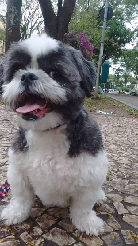 Onde Encontrar Creche e Day Care para Cães Alphaville - Creche de Cães com Day Care