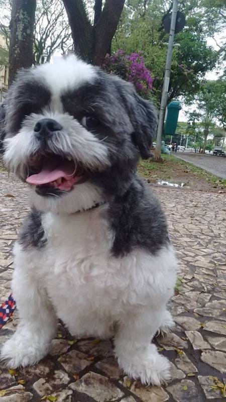 Onde Encontrar Creche e Day Care para Cães Rio Pequeno - Serviços de Creche para Cães