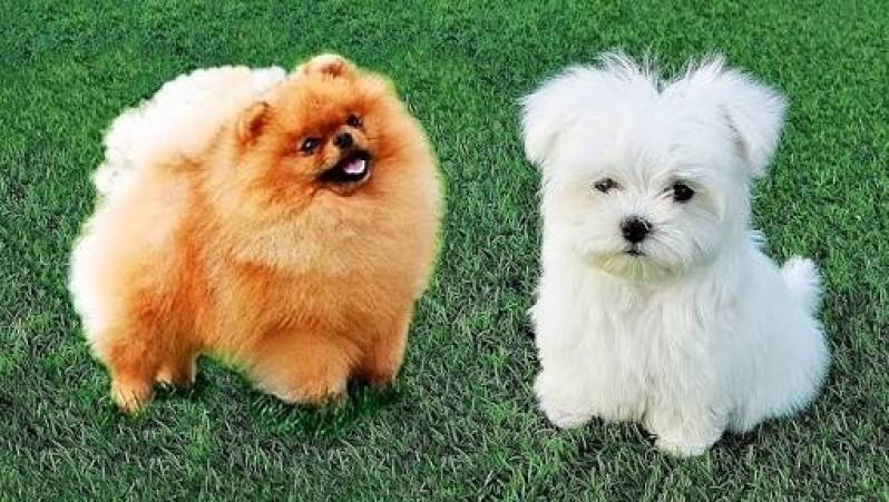 Onde Encontrar Creche e Pet Shop para Cachorro Santana de Parnaíba - Creche de Cachorros Golden