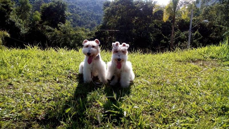 Onde Encontrar Creche Hotel para Cachorro Granja Viana - Serviços de Creche para Cães