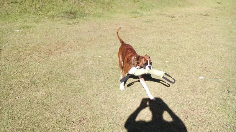 Onde Encontrar Creche para Animais de Estimação Jardim Bonfiglioli - Creche para Hospedagem de Cães