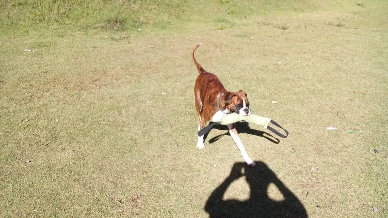 Onde Encontrar Creche para Animais de Estimação Santana de Parnaíba - Creche de Cachorros Golden