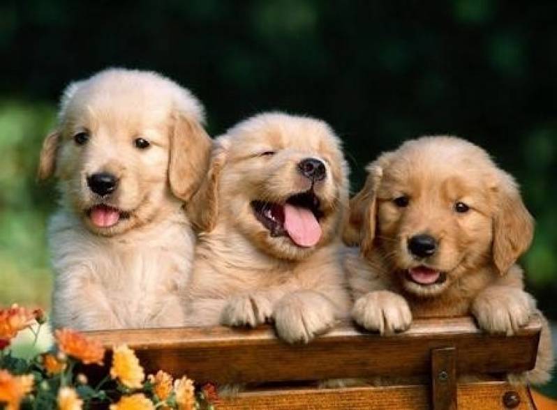 Onde Encontrar Creche para Animais Raposo Tavares - Creche de Cachorros Golden Retriever