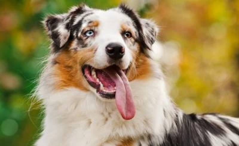 Onde Encontrar Day Care para Cachorro Higienópolis - Day Care Canino