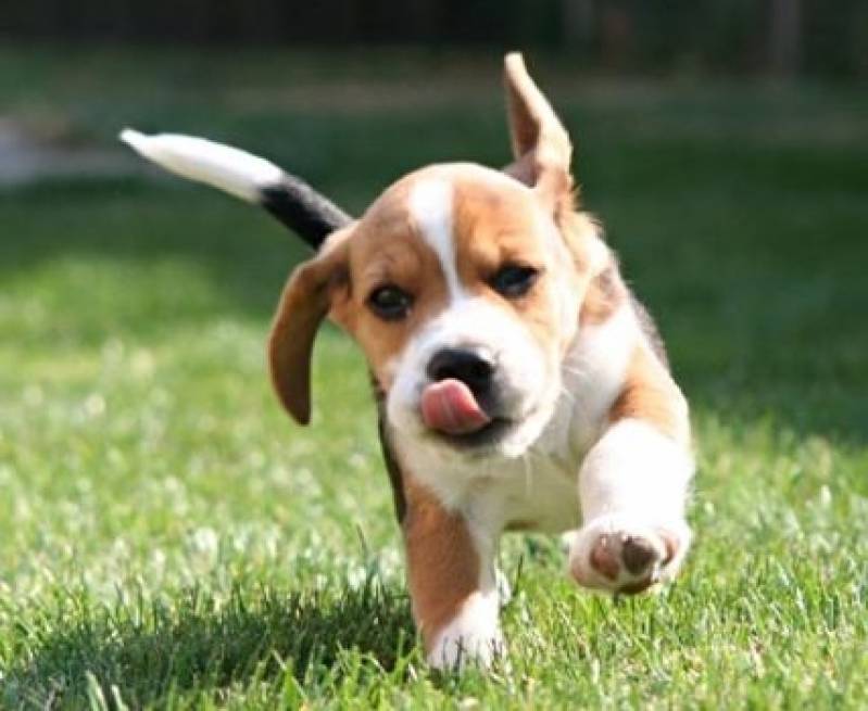 Onde Encontrar Day Care para Cães Morumbi - Hotel com Day Care